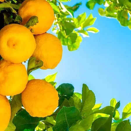 Casa vacanze Il Carrubo Gallipoli