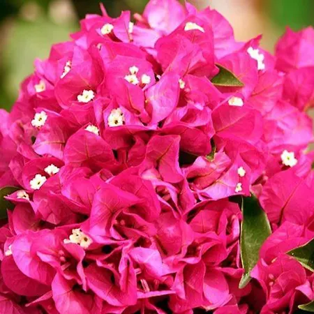 Holiday home Il Carrubo