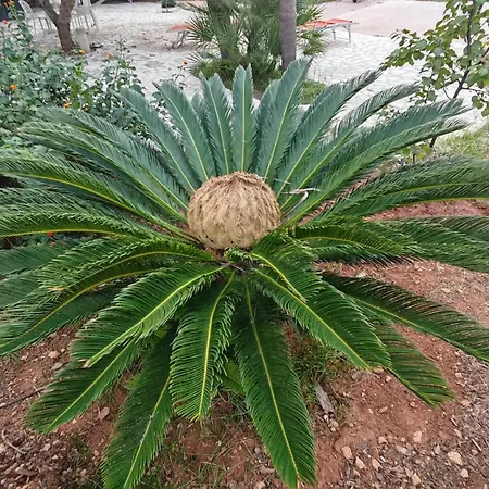 Il Carrubo Holiday home