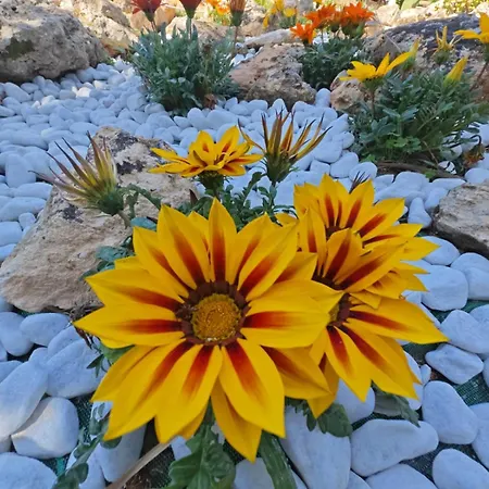 Casa vacanze Il Carrubo