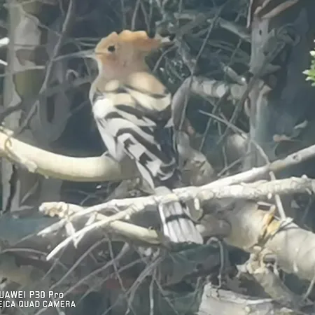 Dom wakacyjny Il Carrubo *