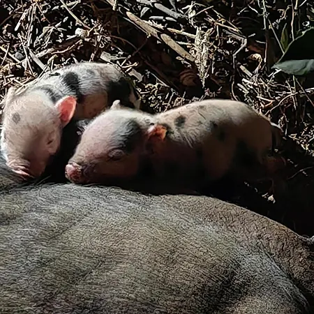 Il Carrubo Holiday home