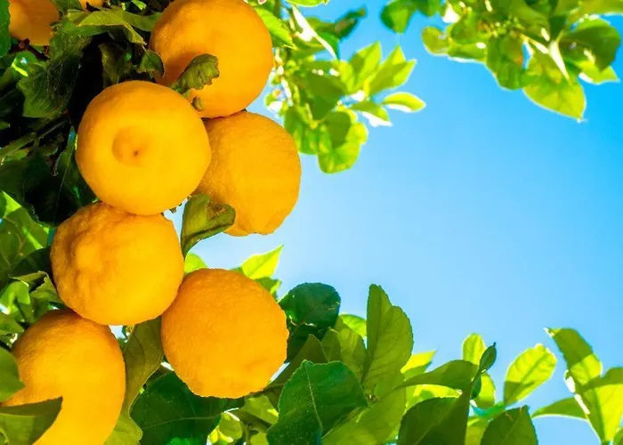 Holiday home Il Carrubo Gallipoli