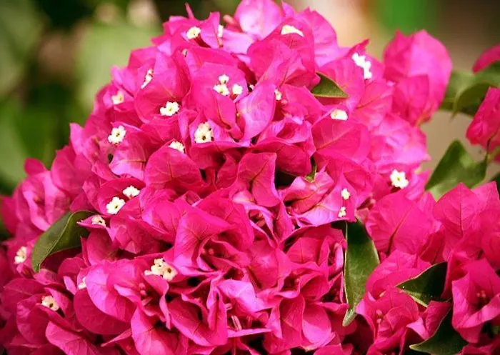 Dom wakacyjny Il Carrubo