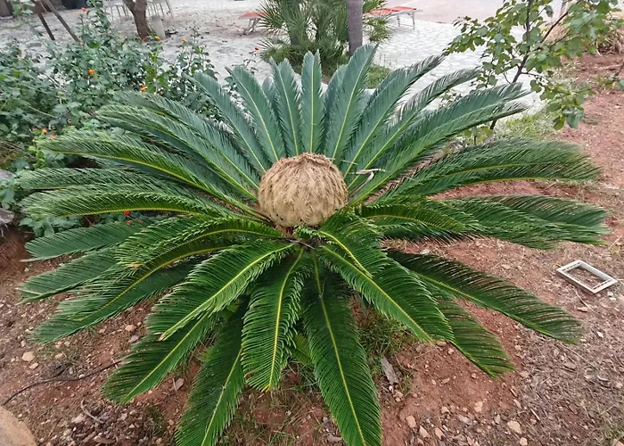 Il Carrubo Dom wakacyjny