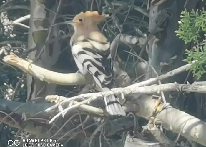 Casa vacanze Il Carrubo *