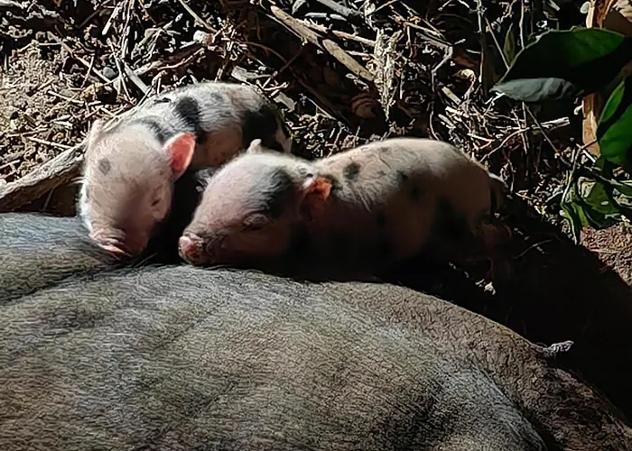 Il Carrubo Dom wakacyjny